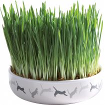 Миска для трави Trixie, 15х4 см, насіння 50 г