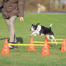 Набір перешкод Trixie Dog Activity для собак, пластик, помаранчевий та жовтий, 78 см, 23×30 см