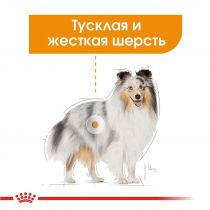 Вологий корм Royal Canin Coat Care для собак з тьмяною і сухий шерстю, паштет, 85 г