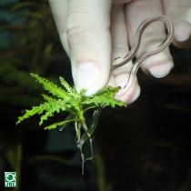 Шпильки JBL ProScape Plantis для надійної фіксації акваріумних рослин в грунті