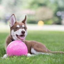 Іграшка Jolly Pets Bounce-n-Play м'яч великий, для собак від 27 кг, рожевий, 18 см
