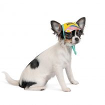 Кепка Pet Fashion Trends Summer M для собак, бавовна, жовта